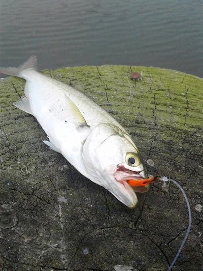 fishing dock bluefish snapper popper lure THKFISH 5.9in 1pc/3pcs Saltwater Tuna Topwater Lures, 1PC-GREEN Durable Leader How to Catch Snapper Blues