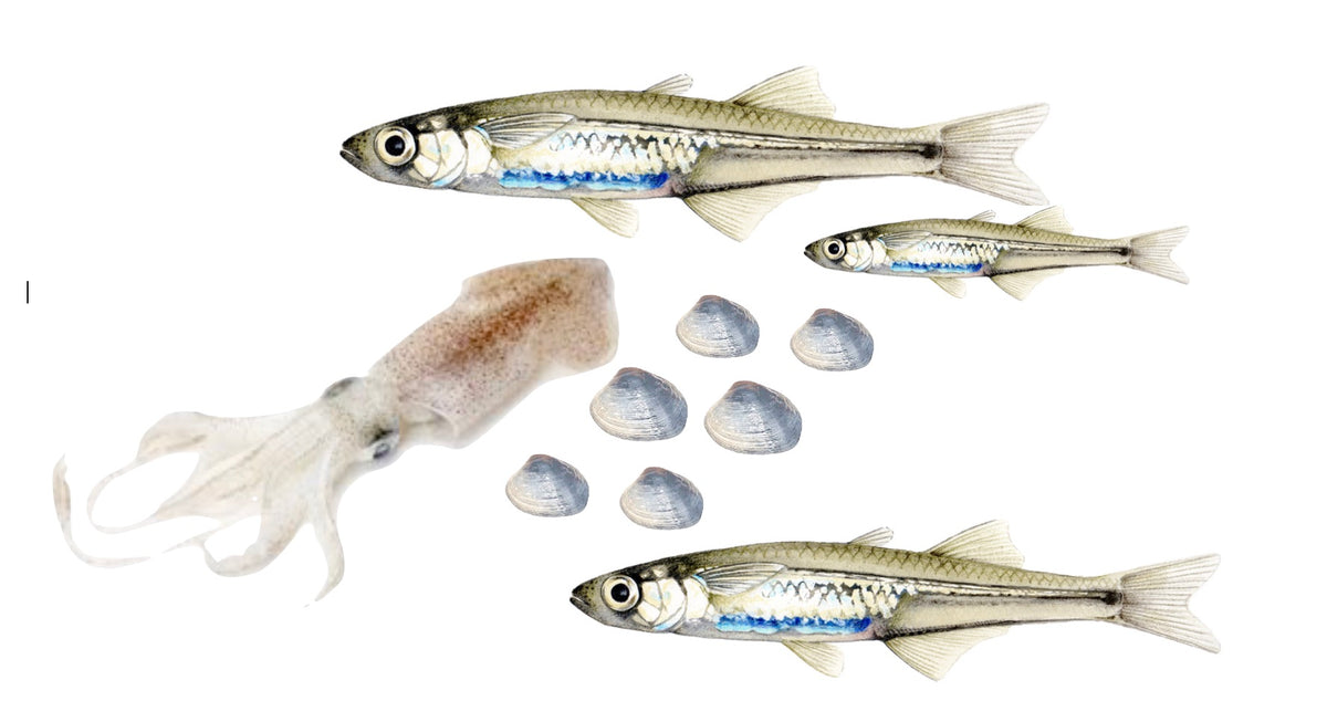 Bait Products – J J Sports Tackle-Fishing Long Island