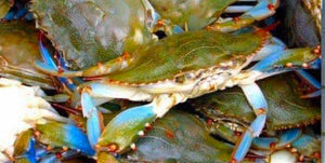July Blowfish and Kingfish • Summer Fishing & Crabbing is In Full Swing • RECIPE: Pesto Sea bass • DEC Newsletter