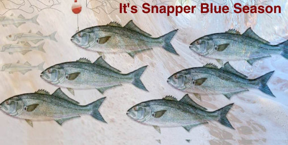 August fishing forecast •  