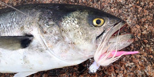 '2025 Sea Bass Opens • Summer Fishing Update • It's Tuna Time • Take Care Of Your Catch.• Sharks!!!