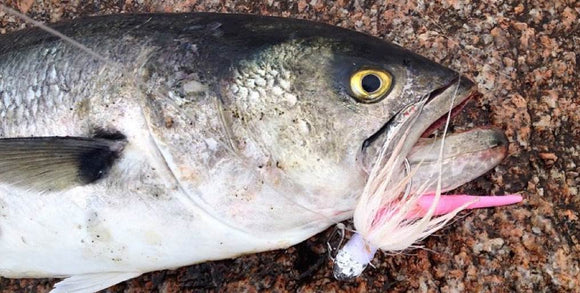 Sea Bass Opens • Summer Fishing Update • It's Tuna Time • Take Care Of Your Catch.• Sharks!!!