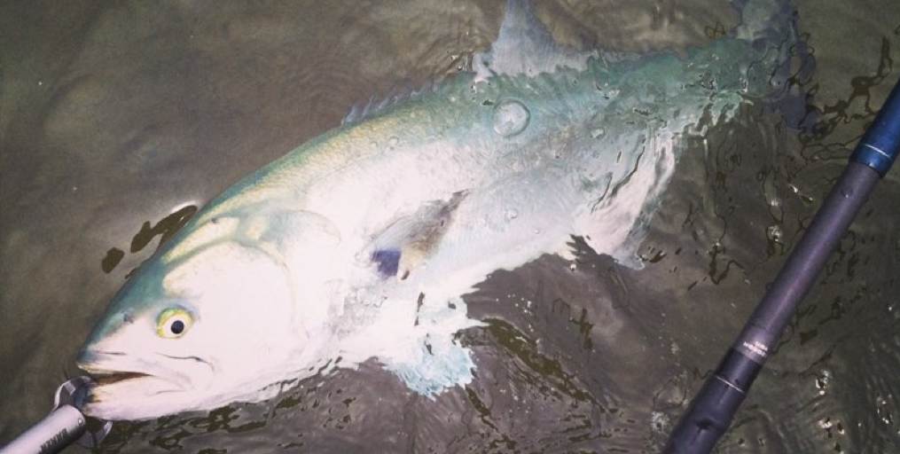 Fall Fishing For Fluke  • Porgies-Weakfish- Bass-Blues - Albies  Abound • Offshore Report