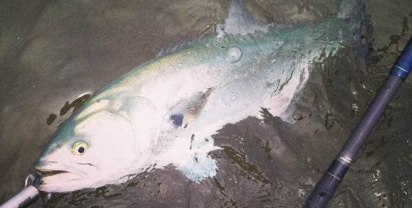 Fall Fishing For Fluke  • Porgies-Weakfish- Bass-Blues - Albies  Abound • Offshore Report