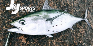 October Fishing Forecast • Fall Surf Fishing Update • Fluke Fishing Is Hot 🔥🔥🔥 • Look Back Photos From 1980-1999 •