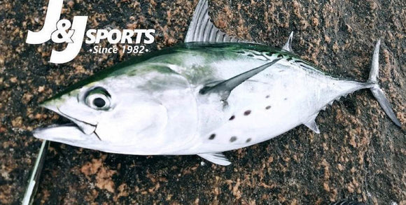 Fall Surf Fishing Update • Fluke Fishing Is Hot 🔥🔥🔥 • Look Back Photos From 1980-1999 • Ron's SEAFOOD RECIPES