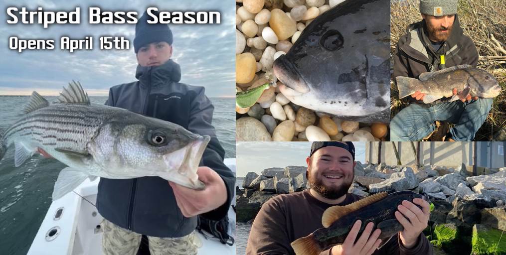'2025 Striped Bass Starts •Local Fishing Updates • Fluke Opens May 4th • Porgies Opens May 1st • Blackfish & Flounder Update