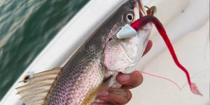 September Update • Great time For Fluke • Weakfish Return In Force • Albies Start?  • Easy Snapper Recipe