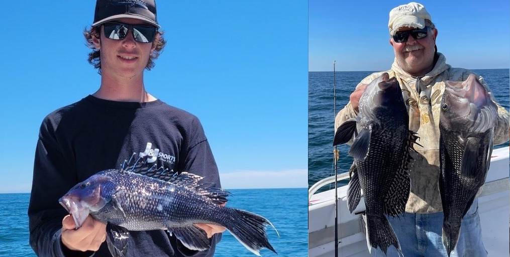 JUNE SEA BASS SEASON • Get Ready For Sea Bass • Blowfish & Kingfish Make A Showing • Freshwater Fishing Update • NYS DEC News • Fish Facts