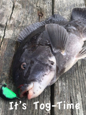'2025 Fall Blackfish Season Opens October 11th • Catch These Tips
