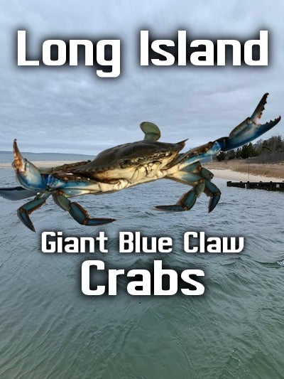 '2025 Long Island is known for its abundant blue claw crabs-Crabs Are In!!