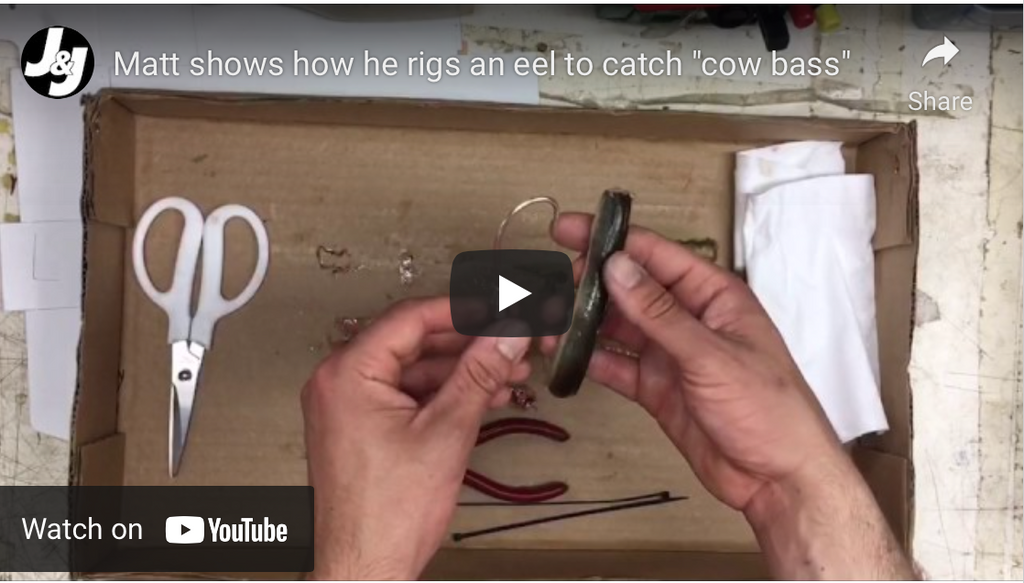 Matt shows how he rigs an eel to catch "cow bass"