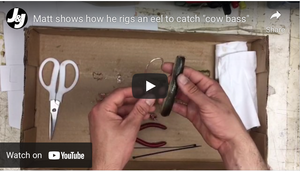 Matt shows how he rigs an eel to catch "cow bass"
