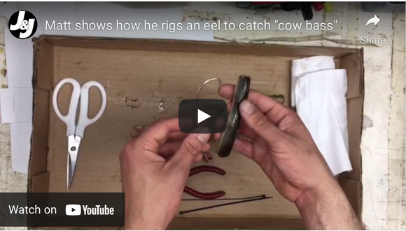 Matt shows how he rigs an eel to catch 