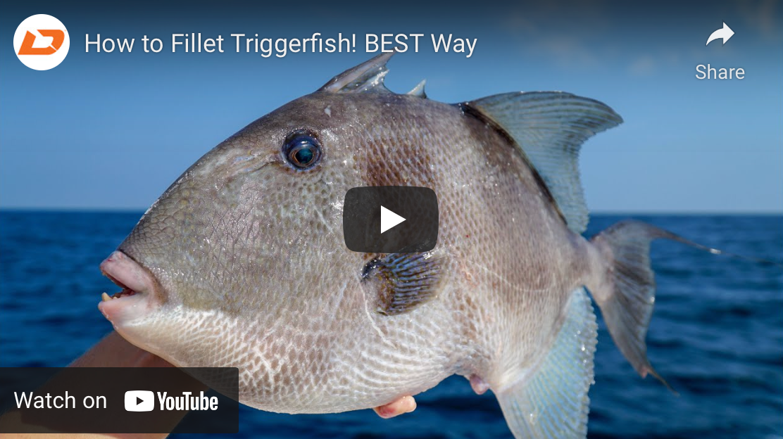Fillet A Triggerfish-View Video – J & J Sports Inc.-Bait & Tackle ...