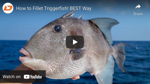 Fillet A Triggerfish-View Video