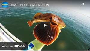 How To Fillet A Sea Robin-View Video