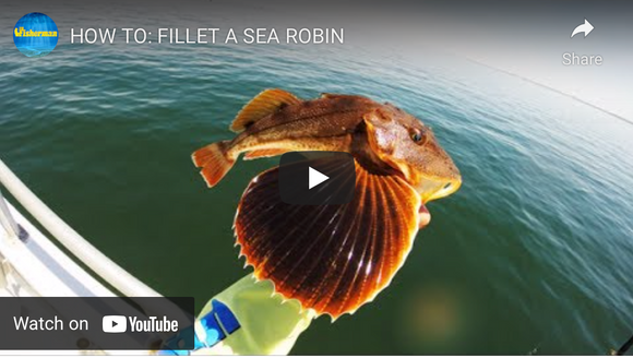 How To Fillet A Sea Robin-View Video