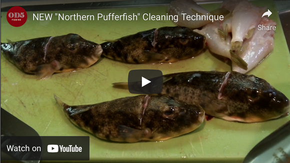 Cleaning Blowfish-View Video