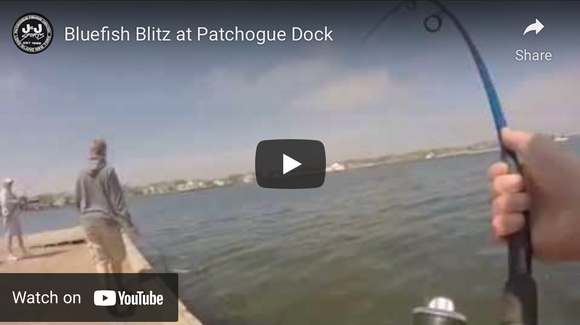 Bluefish Blitz At Patchogue Dock-View Video
