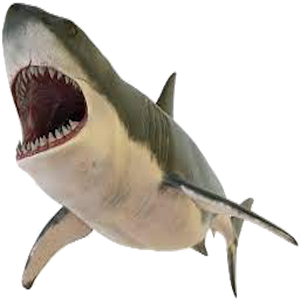 Attention: New York DEC Announces New Gear Regulations and Enhanced Shark Handling Requirements for Marine Recreational Anglers:
