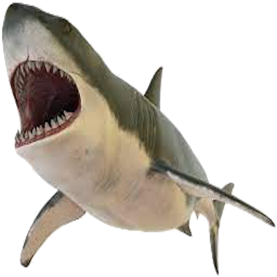 Attention: New York DEC Announces New Gear Regulations and Enhanced Shark Handling Requirements for Marine Recreational Anglers: