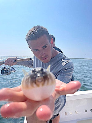 2025 Blowfish Season Is Upon Us