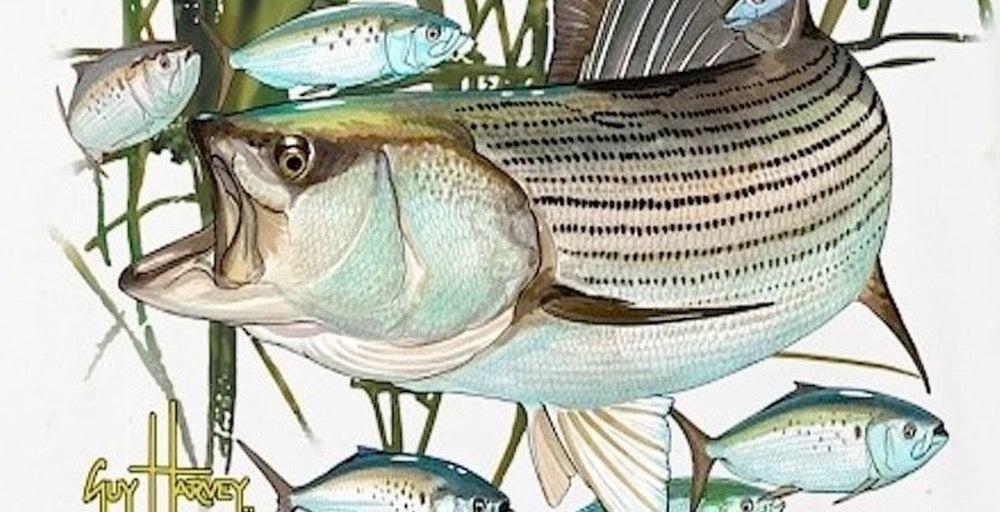 September Fishing Continues To Be Robust • "The Fisherman’s" Upcoming Show on October 9th • September Is Albie & Weakfish Time