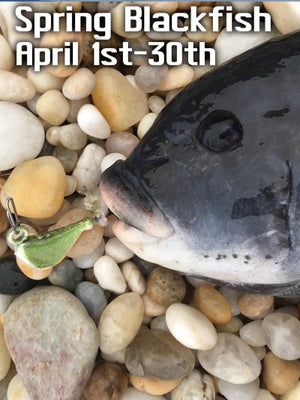 Spring Blackfish Season Opens APRIL 1st