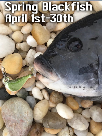 Spring Blackfish Season Opens APRIL 1st