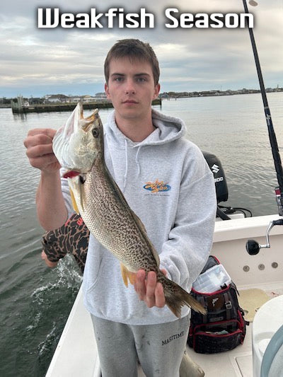 Weakfish Have Arrived In Local Waters