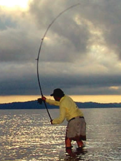 Surf Rods