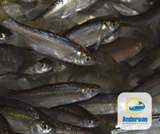 Bait Products