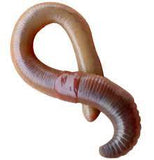Bait Products
