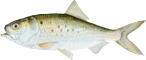 Bait Products