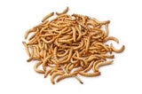 Bait Products