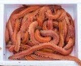 Bait Products